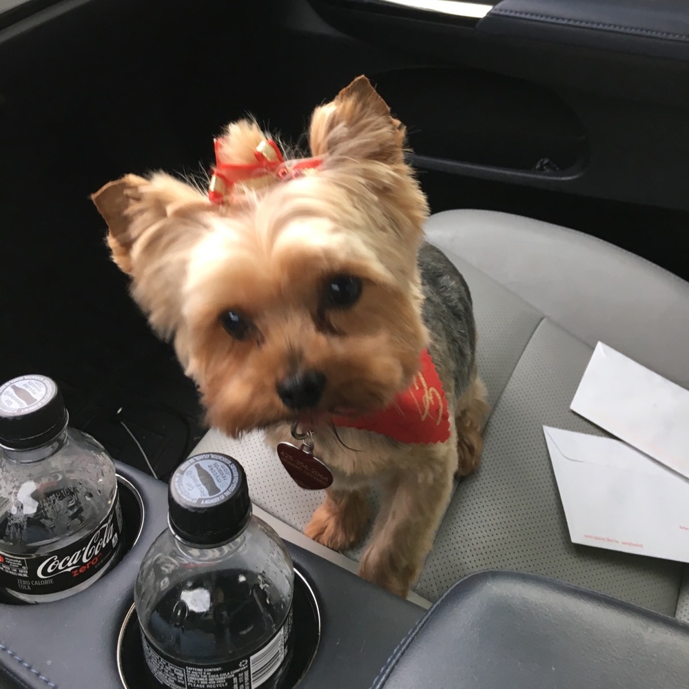 Meet your Posher, Steven